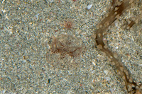 Coeloplana meteoris (Benthic Comb Jelly)