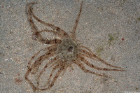 Actinostephanus haeckeli (Haeckel's Sand Anemone)