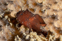 Antennatus nummifer (Spotfin Frogfish)