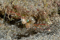 Haptosquilla stoliura (Blue Spot Mantis)