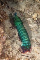 Odontodactylus scyllarus (Peacock Mantis Shrimp)