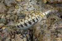 Parapercis cylindrica (Sharpnose Sandperch)