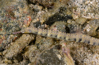 Corythoichthys haematopterus (Reeftop Pipefish)