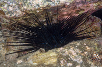 Diadema savignyi (Savigny's Long-Spined Urchin)
