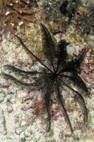 Colobometra perspinosa (Very Spiny Feather Star)