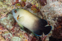 Centropyge vroliki (Pearl-Scaled Angelfish)