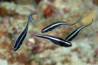 Pholidichthys leucotaenia (Convict Fish)