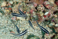 Pholidichthys leucotaenia (Convict Fish)
