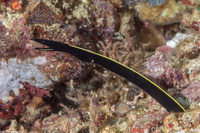Rhinomuraena quaesita (Ribbon Eel)