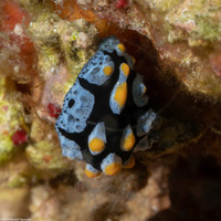 Phyllidia picta (Painted Phyllidia)