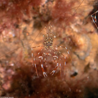 Urocaridella antonbruunii (Clear Cleaner Shrimp)