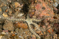 Ophionereis porrecta (Long Arm Brittle Star)