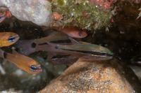 Pristiapogon fraenatus (Spurcheek Cardinalfish)