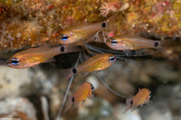 Ostorhinchus fleurieu (Flower Cardinalfish)