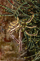Tiaramedon spinosum (Thorny Crinoid Crab)