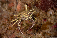 Tiaramedon spinosum (Thorny Crinoid Crab)