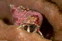 Calcinus pulcher (Beautiful Hermit Crab)
