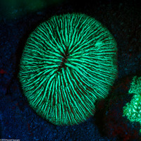Fungia fungites (Common Mushroom Coral)