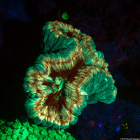 Lobophyllia hemprichii (Lobed Brain Coral)