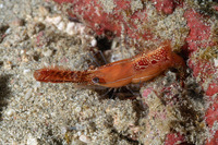 Leander plumosus (Long Nose Rock Shrimp)