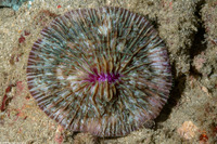 Lobactis scutaria (Oval Mushroom Coral)
