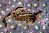 Septifer bilocularis (Box Mussel)