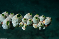 Atriolum robustum (Robust Sea Squirt)