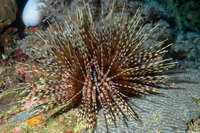 Echinothrix calamaris (Double-Spined Urchin)