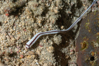 Baseodiscus hemprichii (Striped Ribbon Worm)