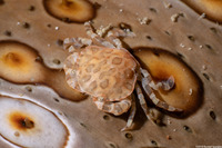 Lissocarcinus orbicularis (Sea Cucumber Crab)