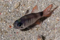 Nectamia viria (Bracelet Cardinalfish)