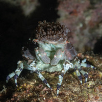 Cyclocoeloma tuberculata (Corallimorph Decorator Crab)