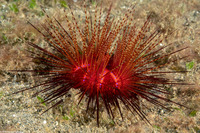 Astropyga radiata (Radiant Sea Urchin)