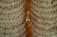 Periclimenes sp.1 (Soft Coral Commensal Shrimp)