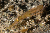 Solenostomus cyanopterus (Robust Ghost Pipefish)