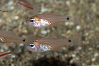 Archamia bleekeri (Yellowmouth Cardinalfish)