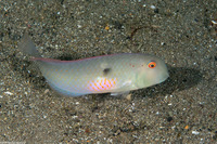 Iniistius pentadactylus (Fivefinger Razorfish)