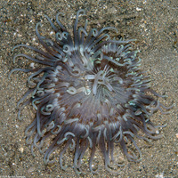Macrodactyla cf. doreensis (Corkscrew Tentacle Sea Anemone)