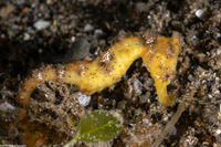Hippocampus taeniopterus (Common Seahorse)