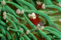 Cuapetes kororensis (Mushroom Coral Shrimp)