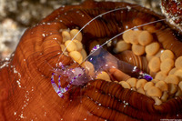 Ancylomenes sarasvati (Sarasvati Anemone Shrimp)