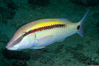 Parupeneus barberinus (Dash-Dot Goatfish)