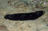Actinopyga palauensis (Panning's Black Sea Cucumber)