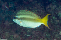Scolopsis affinis (Pale Monocle Bream)