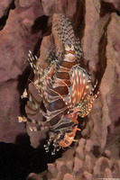 Dendrochirus zebra (Zebra Lionfish)
