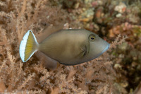 Sufflamen chrysopterum (Flagtail Triggerfish)