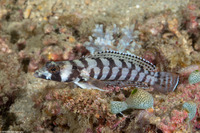 Parapercis tetracantha (Reticulated Sandperch)