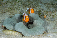 Stichodactyla haddoni (Haddon's Sea Anemone)