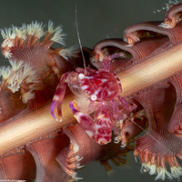 Lissoporcellana quadrilobata (Four-Lobed Porcelain Crab)