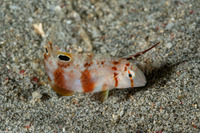 Iniistius aneitensis (Whitepatch Razorfish)